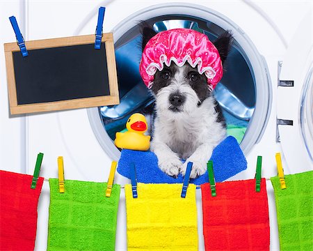 simsearch:400-07902993,k - dog inside a washing machine ready to do the chores and homework or housework and clean the  dirt, wearing a shower cap , towel and rubber duck as companion Photographie de stock - Aubaine LD & Abonnement, Code: 400-08337624
