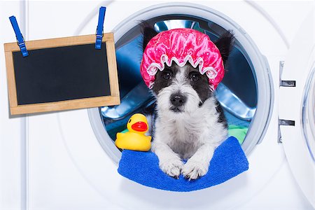 simsearch:400-07902993,k - dog inside a washing machine ready to do the chores and homework or housework and clean the  dirt, wearing a shower cap , towel and rubber duck as companion Photographie de stock - Aubaine LD & Abonnement, Code: 400-08337622