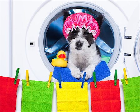 simsearch:400-07902993,k - dog inside a washing machine ready to do the chores and homework or housework and clean the  dirt, wearing a shower cap , towel and rubber duck as companion Photographie de stock - Aubaine LD & Abonnement, Code: 400-08337623