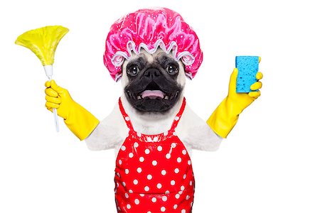 simsearch:400-07902993,k - pug dog doing household chores with rubber gloves and shower cap, isolated on white background Photographie de stock - Aubaine LD & Abonnement, Code: 400-08337654