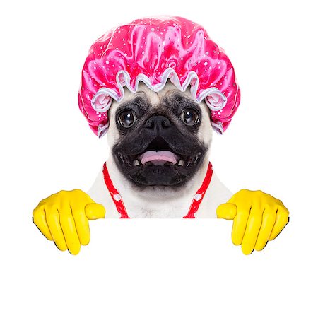 simsearch:400-08693600,k - pug dog doing household chores with rubber gloves and shower cap, behind a blank empty blackboard or placard, isolated on white background Stock Photo - Budget Royalty-Free & Subscription, Code: 400-08337655