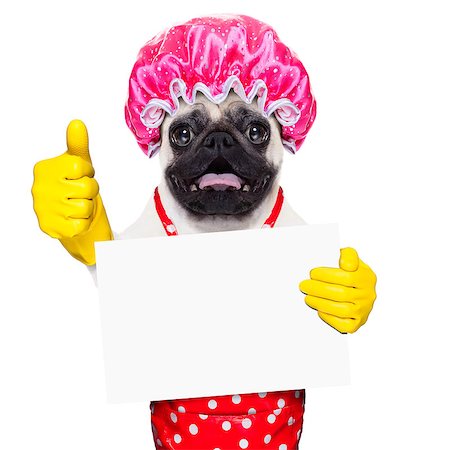 simsearch:400-08693600,k - pug dog doing household chores with rubber gloves and shower cap, holding a blank empty blackboard or placard, isolated on white background Stock Photo - Budget Royalty-Free & Subscription, Code: 400-08337656