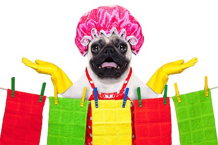 simsearch:400-08693600,k - pug dog doing household chores with rubber gloves and shower cap, isolated on white background Stock Photo - Budget Royalty-Free & Subscription, Code: 400-08337653
