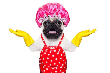 simsearch:400-07902993,k - pug dog doing household chores with rubber gloves and shower cap, isolated on white background Photographie de stock - Aubaine LD & Abonnement, Code: 400-08337660