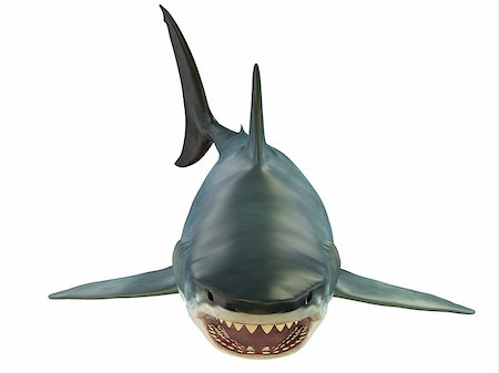 The Great White shark can grow over 8 meters or 26 feet and live to 70 years of age. Stock Photo - Budget Royalty-Free & Subscription, Code: 400-08332012