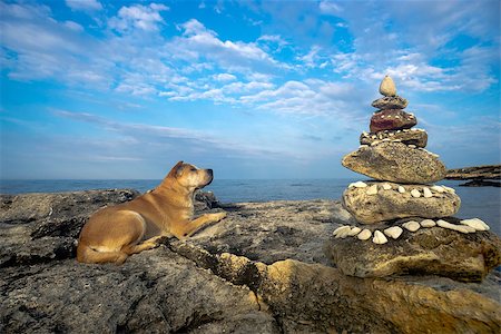 The dog is lying on the beach next to a pyramid of stones Stock Photo - Budget Royalty-Free & Subscription, Code: 400-08332274