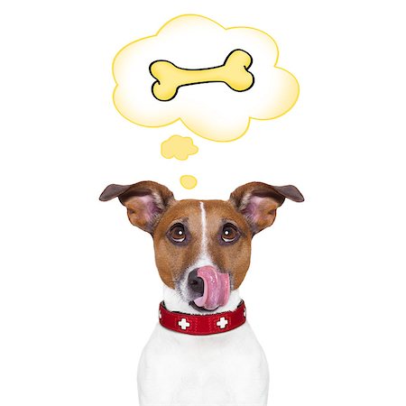 dreaming about eating - hungry jack russell dog thinking and hoping of a big bone, in a big speech bubble, isolated on white background Stock Photo - Budget Royalty-Free & Subscription, Code: 400-08333079