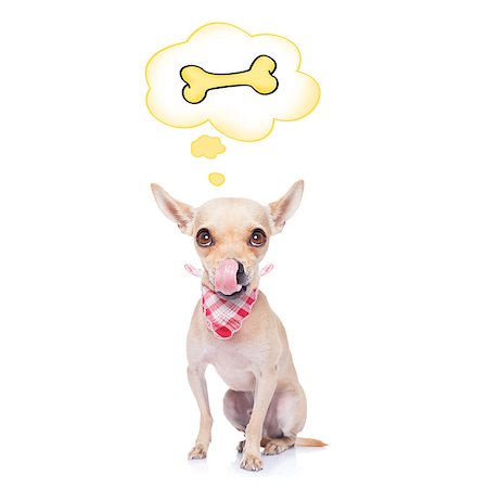 dreaming about eating - hungry chihuahua dog thinking and hoping of a big bone, in a big speech bubble, isolated on white background Stock Photo - Budget Royalty-Free & Subscription, Code: 400-08333082