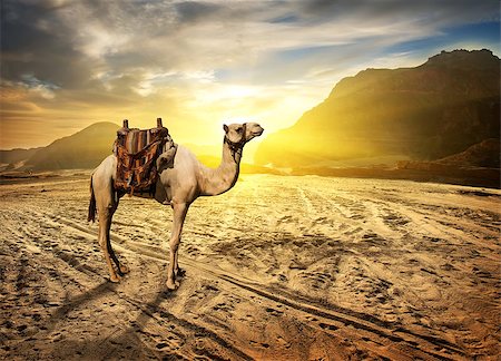 simsearch:400-04121488,k - Camel in sandy desert near mountains at sunset Foto de stock - Super Valor sin royalties y Suscripción, Código: 400-08333390