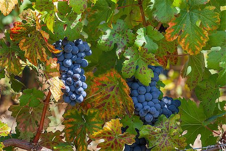 simsearch:846-05647552,k - Bunch of ripe grapes among green leaves in vineyards of Piedmont, Northern Italy. Stock Photo - Budget Royalty-Free & Subscription, Code: 400-08333401