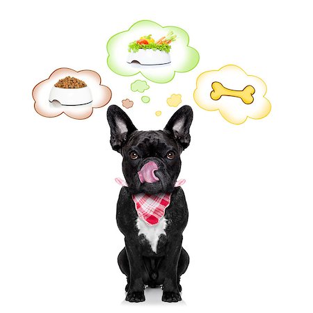dreaming about eating - hungry  french bulldog dog thinking about the choice between food bowl, vegan bowl or  a big bone , in  speech bubbles, isolated on white background Stock Photo - Budget Royalty-Free & Subscription, Code: 400-08333792