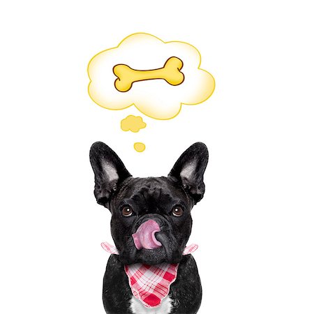 dreaming about eating - hungry french bulldog dog thinking and hoping of a big bone, in a big speech bubble, isolated on white background Stock Photo - Budget Royalty-Free & Subscription, Code: 400-08333793