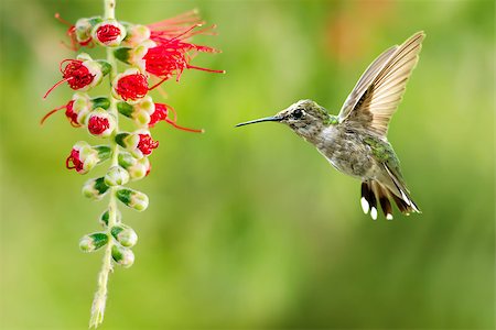 simsearch:400-04604339,k - Hummingbird (archilochus colubris) in flight with tropical flower over green background Stock Photo - Budget Royalty-Free & Subscription, Code: 400-08333904