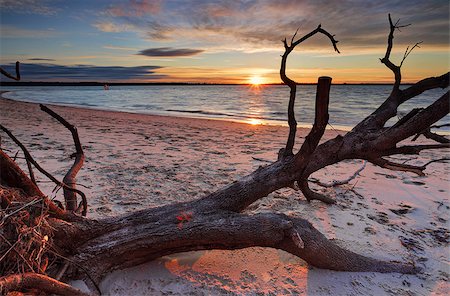 Sunset at Silver Beach, Botany Bay, Sydney with foreground branches Stock Photo - Budget Royalty-Free & Subscription, Code: 400-08333924