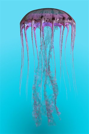 sting - The jellyfish is a predator of the oceans and feeds on small fish and zooplankton. Pelagia noctiluca jellyfish has the ability to glow in the dark. Stock Photo - Budget Royalty-Free & Subscription, Code: 400-08344129