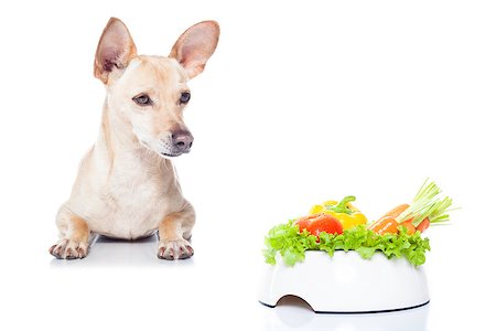 simsearch:400-05106591,k - hungry chihuahua dog with food bowl , waiting and looking at it , isolated on white background Stock Photo - Budget Royalty-Free & Subscription, Code: 400-08344936