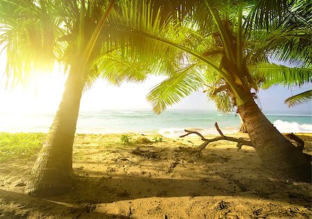 simsearch:400-05745636,k - Palm trees and ocean at the bright sunrise Stock Photo - Budget Royalty-Free & Subscription, Code: 400-08348235