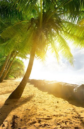 simsearch:400-05745636,k - Bright sun over palm trees and ocean Stock Photo - Budget Royalty-Free & Subscription, Code: 400-08348236