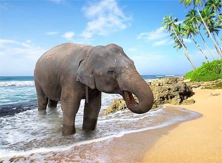 simsearch:400-05745636,k - Elephant, standing on a beach near the ocean Stock Photo - Budget Royalty-Free & Subscription, Code: 400-08348937