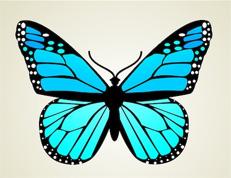 Butterfly. Vector illustration Stock Photo - Budget Royalty-Free & Subscription, Code: 400-08349731