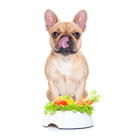 simsearch:400-05106591,k - french bulldog  dog with a vegan vegetarian healthy  food bowl, isolated on white background Stock Photo - Budget Royalty-Free & Subscription, Code: 400-08340562