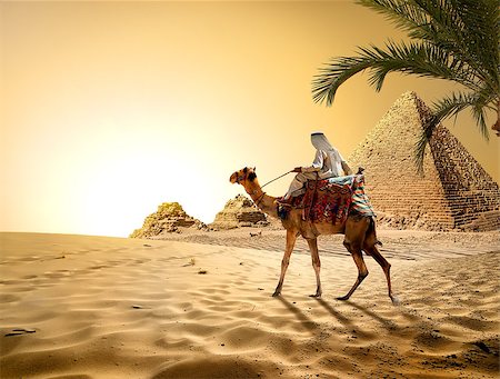 simsearch:400-05098768,k - Camel near pyramids in hot desert of Egypt Stock Photo - Budget Royalty-Free & Subscription, Code: 400-08343794