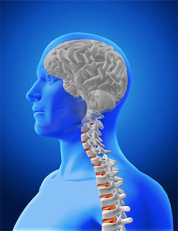 simsearch:400-08299548,k - 3D render of a medical image showing spine and brain in a male figure Stock Photo - Budget Royalty-Free & Subscription, Code: 400-08378532