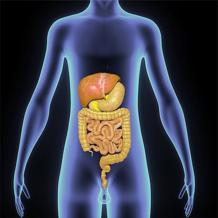 renal - In the human digestive system, the process of digestion has many stages, the first of which starts in the mouth (oral cavity). Digestion involves the breakdown of food into smaller and smaller components which can be absorbed and assimilated into the body. The secretion of saliva helps to produce a bolus which can be swallowed to pass down the oesophagus and into the stomach. Stock Photo - Budget Royalty-Free & Subscription, Code: 400-08370388
