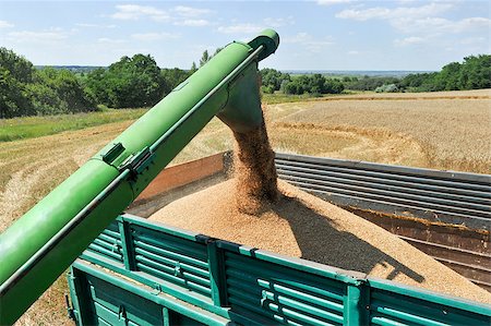 simsearch:649-06401239,k - Combine harvester load wheat in the truck at the time of harvest in a sunny summer day Stock Photo - Budget Royalty-Free & Subscription, Code: 400-08370454