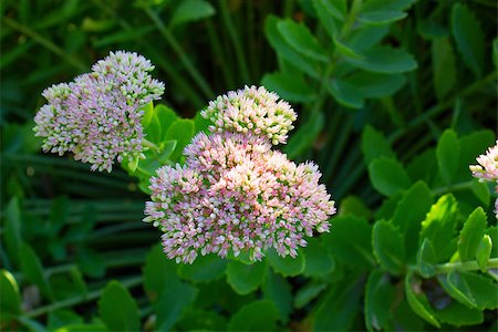 sedum - Sedum (Stonecrop) in blossom. Orpine flowers. sedum prominent.  soft autumn flowers in bloom Stock Photo - Budget Royalty-Free & Subscription, Code: 400-08370678