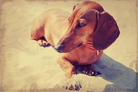simsearch:400-04312760,k - Broun Dachshund sitting on the beach, vintage style filtering Stock Photo - Budget Royalty-Free & Subscription, Code: 400-08370768