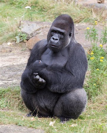 Silver backed male Gorilla, enjoying some rest Stock Photo - Budget Royalty-Free & Subscription, Code: 400-08370865