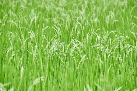 rice paddy terrace fields between banaue and batad infugao Luzon in Philippines Stock Photo - Budget Royalty-Free & Subscription, Code: 400-08371831