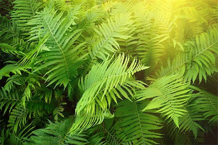 simsearch:400-04701752,k - Vintage photo of fern shrubs. Pteridium aquilinum Photographie de stock - Aubaine LD & Abonnement, Code: 400-08371933