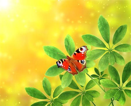 simsearch:400-06069768,k - Green leaves and butterfly peacock on sunny background Stock Photo - Budget Royalty-Free & Subscription, Code: 400-08372168