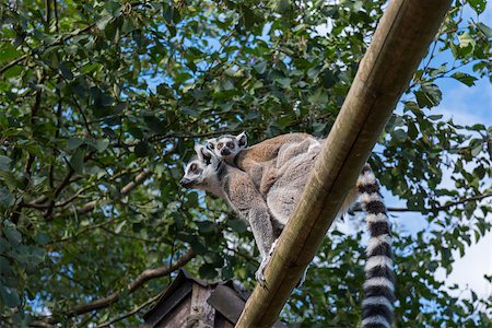 endangered animals monkeys - Ring-tailed lemur (Lemur catta) during a summer day Stock Photo - Budget Royalty-Free & Subscription, Code: 400-08372192