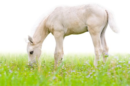 Horse foal graze in meadow on white background Stock Photo - Budget Royalty-Free & Subscription, Code: 400-08372603