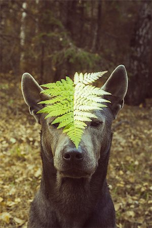 sun dogs - Beautiful dog in wild nature Foto de stock - Super Valor sin royalties y Suscripción, Código: 400-08372617