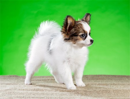 simsearch:400-08402912,k - Cute Papillon puppy standing on a green background Stock Photo - Budget Royalty-Free & Subscription, Code: 400-08405294