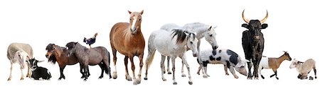 simsearch:400-06391487,k - farm animals in front of white background Stock Photo - Budget Royalty-Free & Subscription, Code: 400-08405350