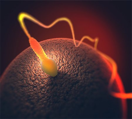 A sperm trying to enter the ovule. Image concept of human reproduction. Stock Photo - Budget Royalty-Free & Subscription, Code: 400-08409196