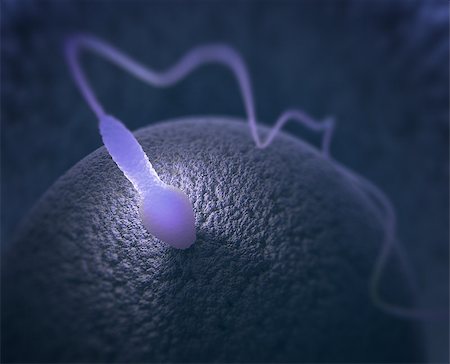A sperm trying to enter the ovule. Image concept of human reproduction. Stock Photo - Budget Royalty-Free & Subscription, Code: 400-08409197