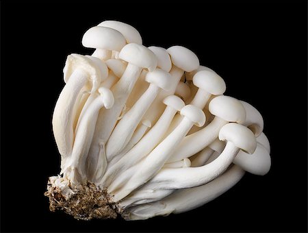 simsearch:400-05738552,k - White beech mushrooms, bunapi shimeji, also called white clamshell mushrooms, an edible fungus on black background. Front view macro photo. Stock Photo - Budget Royalty-Free & Subscription, Code: 400-08400506