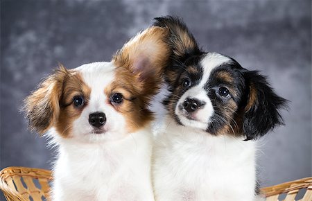simsearch:400-05722359,k - Two funny Papillon puppy sitting in a basket Stock Photo - Budget Royalty-Free & Subscription, Code: 400-08400687
