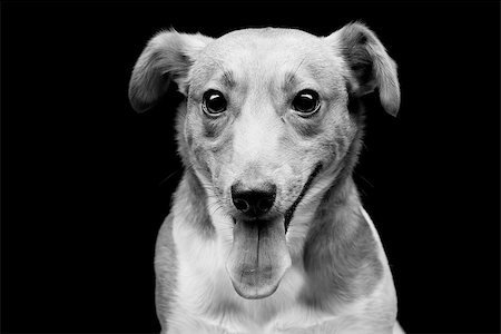 simsearch:400-08402912,k - Closeup portrait of beautiful adult purebred jack russell terrier over black background Stock Photo - Budget Royalty-Free & Subscription, Code: 400-08400863