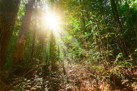green tropical plants and trees in forest and sunshine in Thailand Stock Photo - Budget Royalty-Free & Subscription, Code: 400-08401067