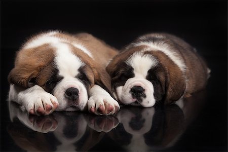 simsearch:400-08402912,k - Little St. Bernard Puppies on a black studio background Stock Photo - Budget Royalty-Free & Subscription, Code: 400-08401147