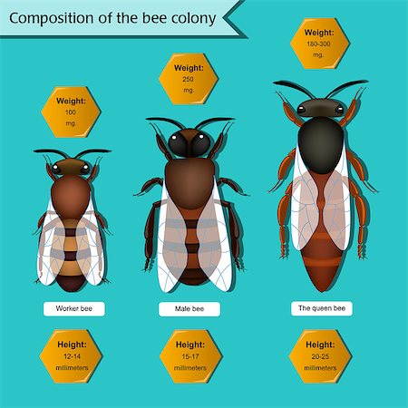 Information poster on the composition of the bee colony. Beekeeping infographics. Stock Photo - Budget Royalty-Free & Subscription, Code: 400-08402050