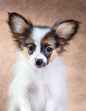 simsearch:400-05722359,k - Portrait of a cute little puppy Papillon on a light brown background Stock Photo - Budget Royalty-Free & Subscription, Code: 400-08402912