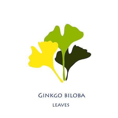 drawing of ginkgo leaf - Ginkgo biloba stylizes leaves.  Silhouette of ginkgo leaves Photographie de stock - Aubaine LD & Abonnement, Code: 400-08403012